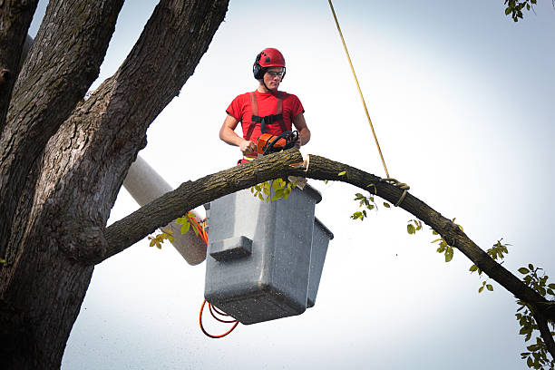 Best Fruit Tree Pruning  in Leisure World, MD